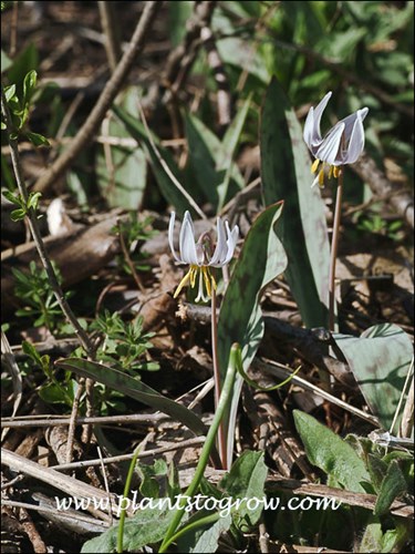 White Trout Lily (Erythronium albidum)
reflexed petals and sepals
